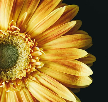 citrine sunflower.JPG