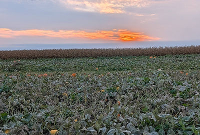 pumpkin patch.jpg