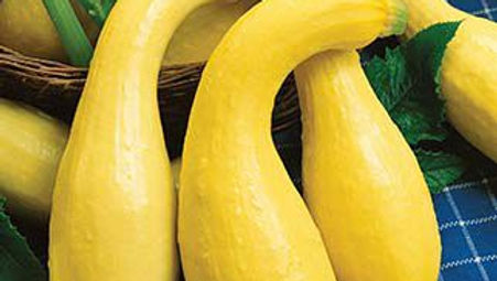 Summer Squash
