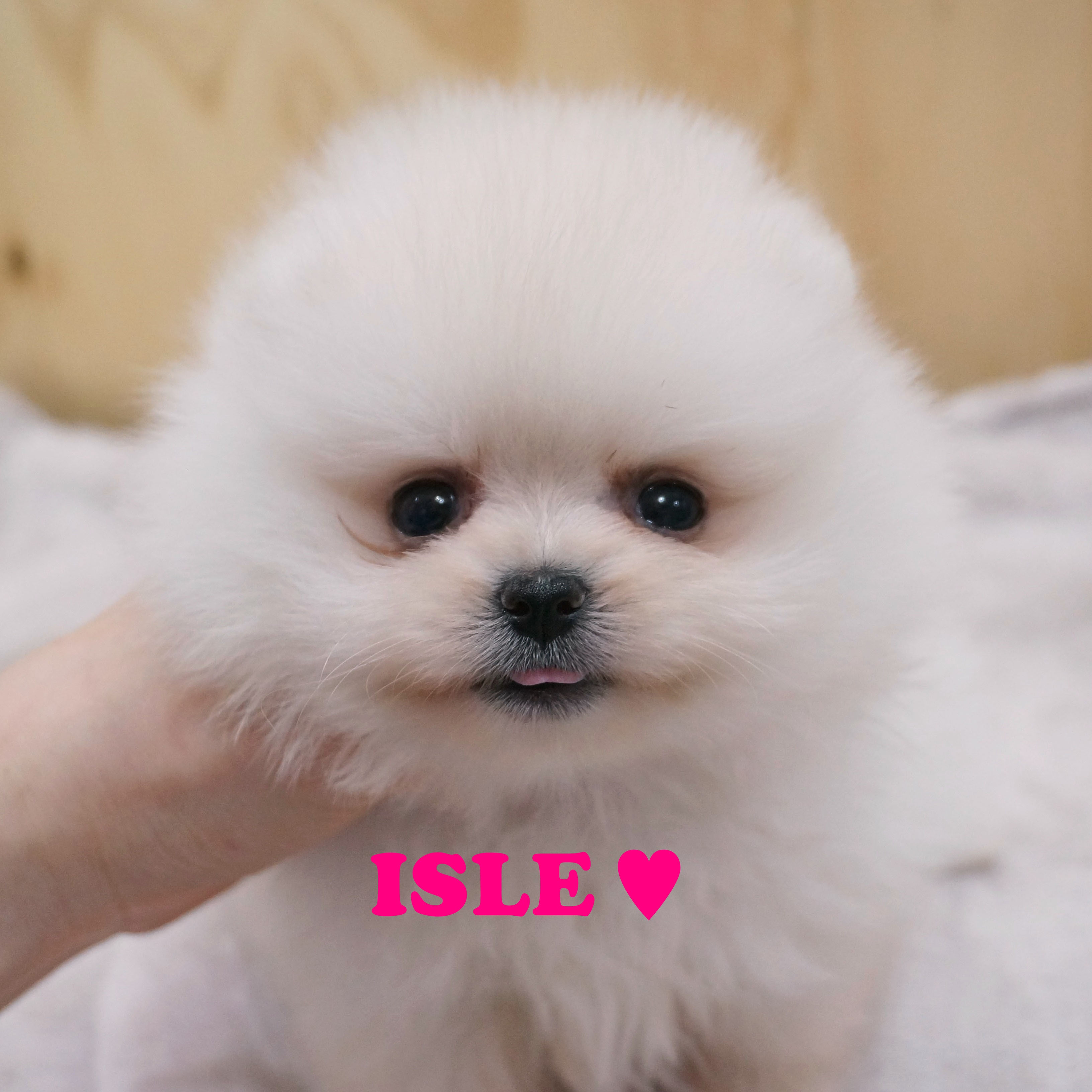 (분양완료) (M) 화이트 포메라니안  '아일'