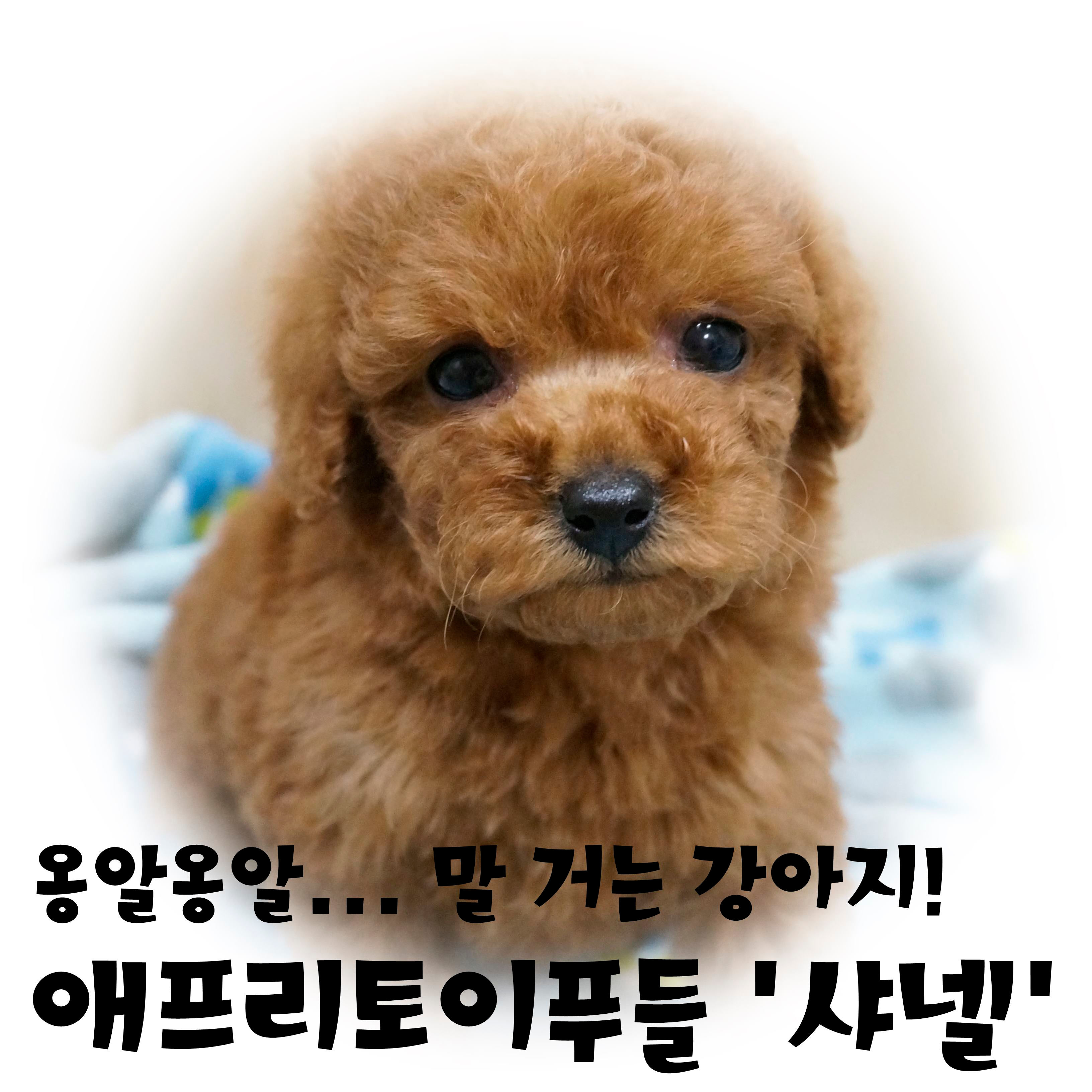 [분양완료] (W) 토이푸들 '샤넬'