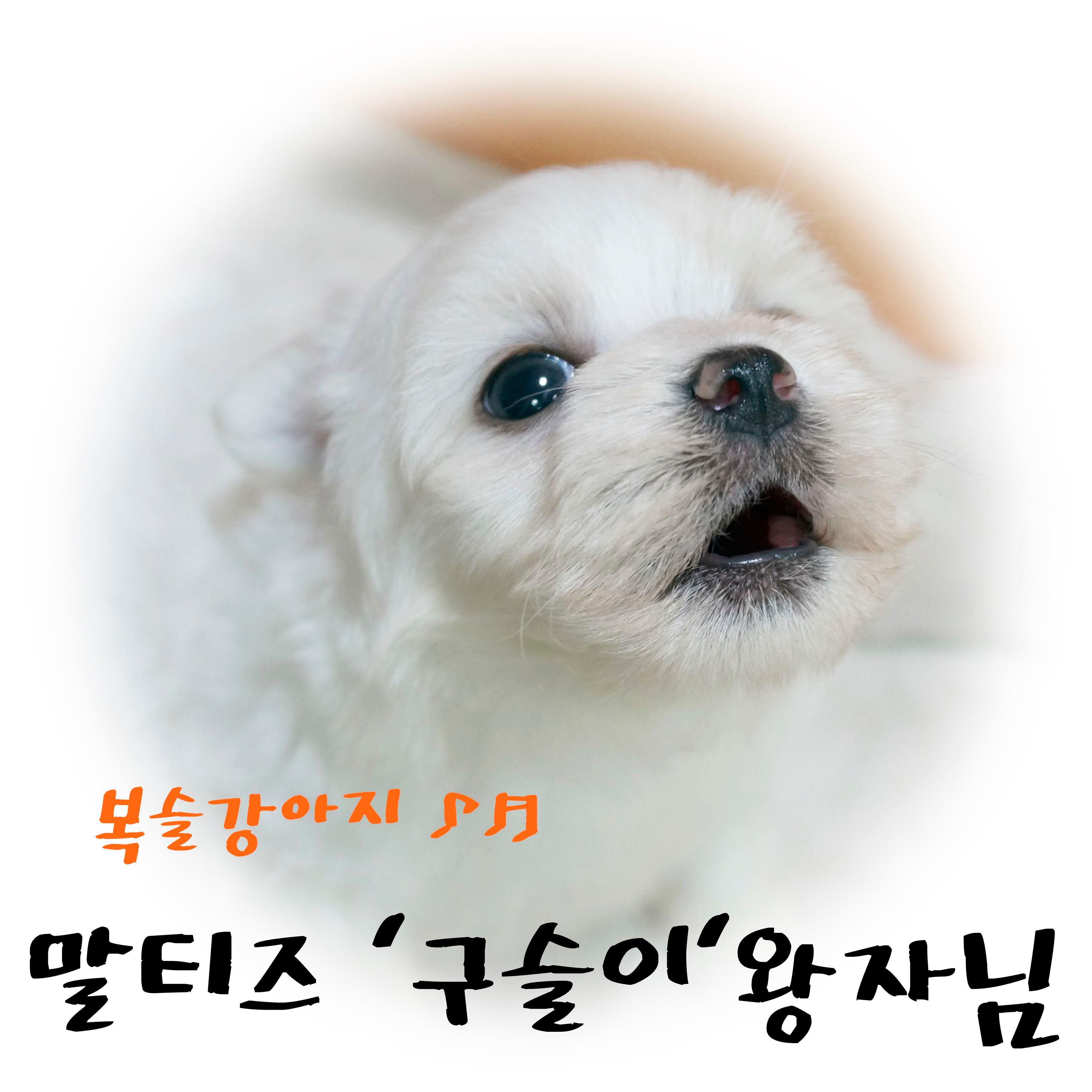 (분양완료) (이벤트) (M) 말티즈 '구슬이'