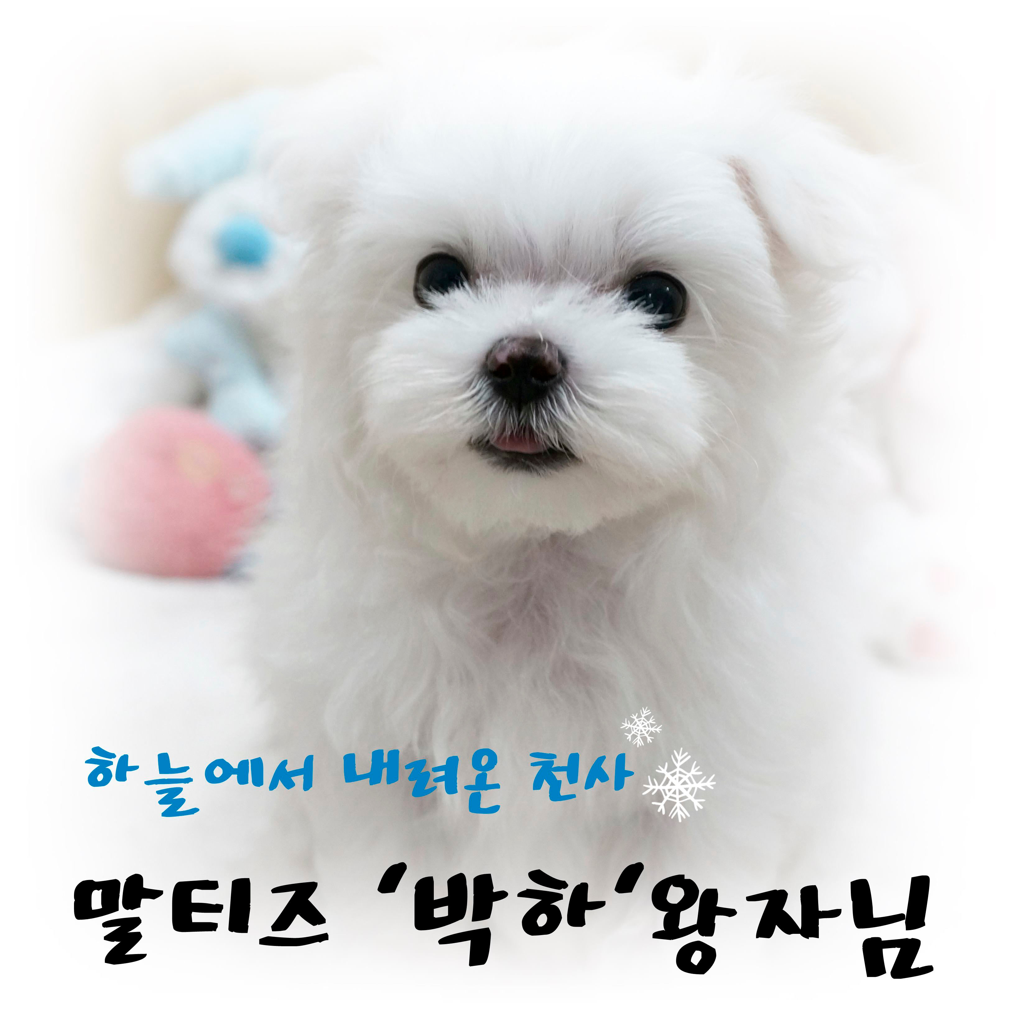 (분양완료) (M) 말티즈 '박하'