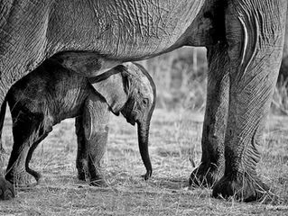 What Can You Do to Save Africa's Wildlife?