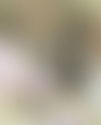 Why Gardening with Native Plants is Better for The Environment and Your Wallet