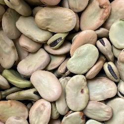Dried Fava Beans Seeds