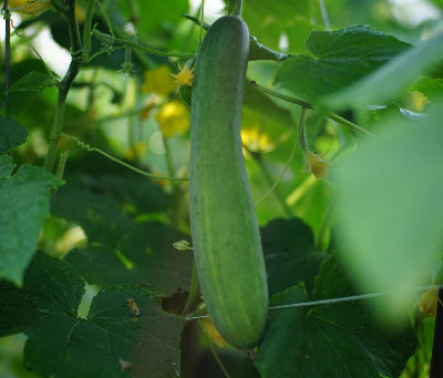 Cucumber on the vine