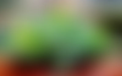 FEBRUARY: Broccoli Rabe