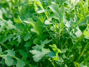Arugula Leaves