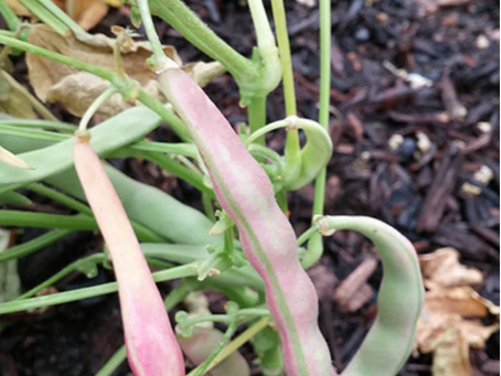 JULY: Yoemi Purple String Bean