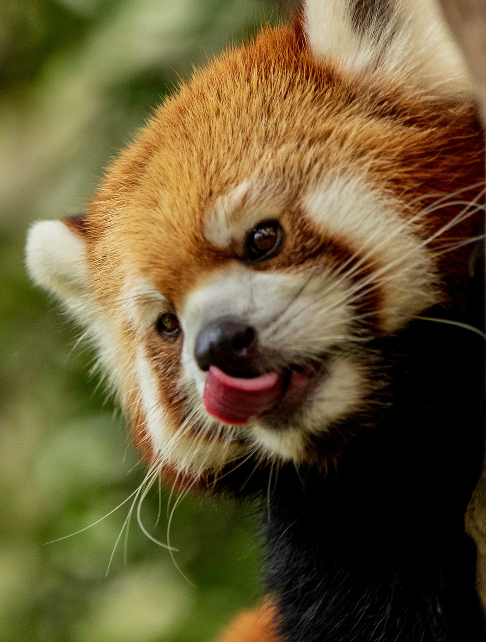 Thumbnail: Red Panda - Taken from LIVE Online Workshop