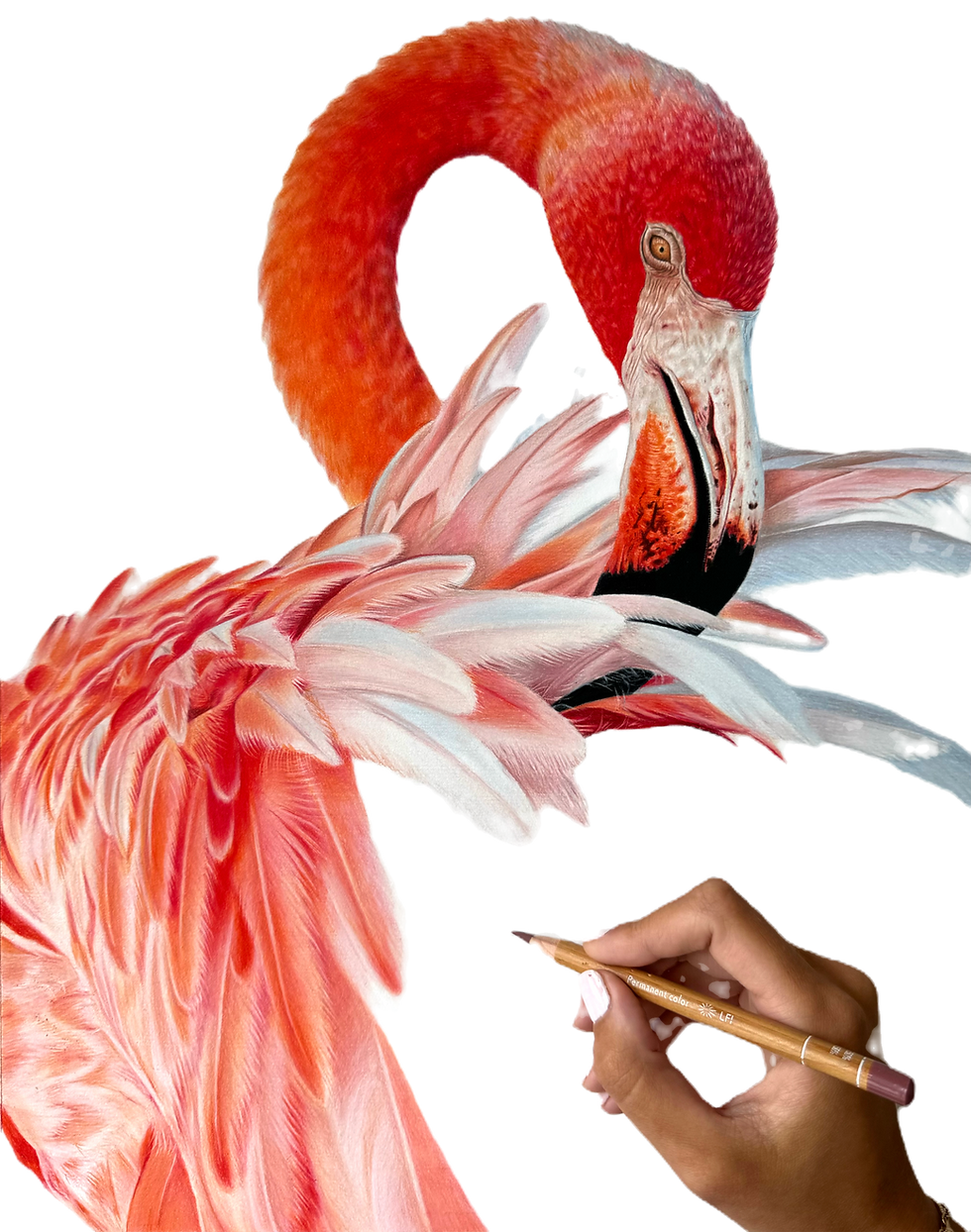 Thumbnail: Flamingo Tutorial