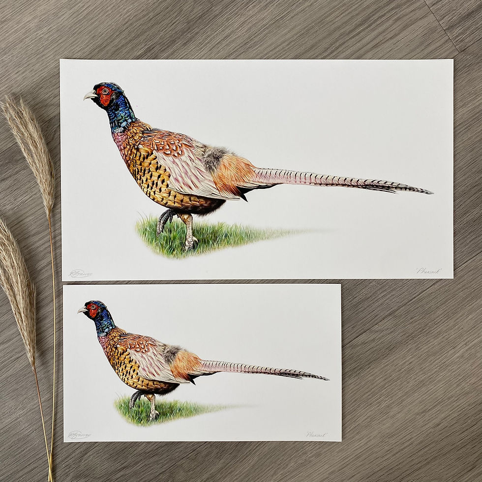 Thumbnail: 'Pheasant' Print