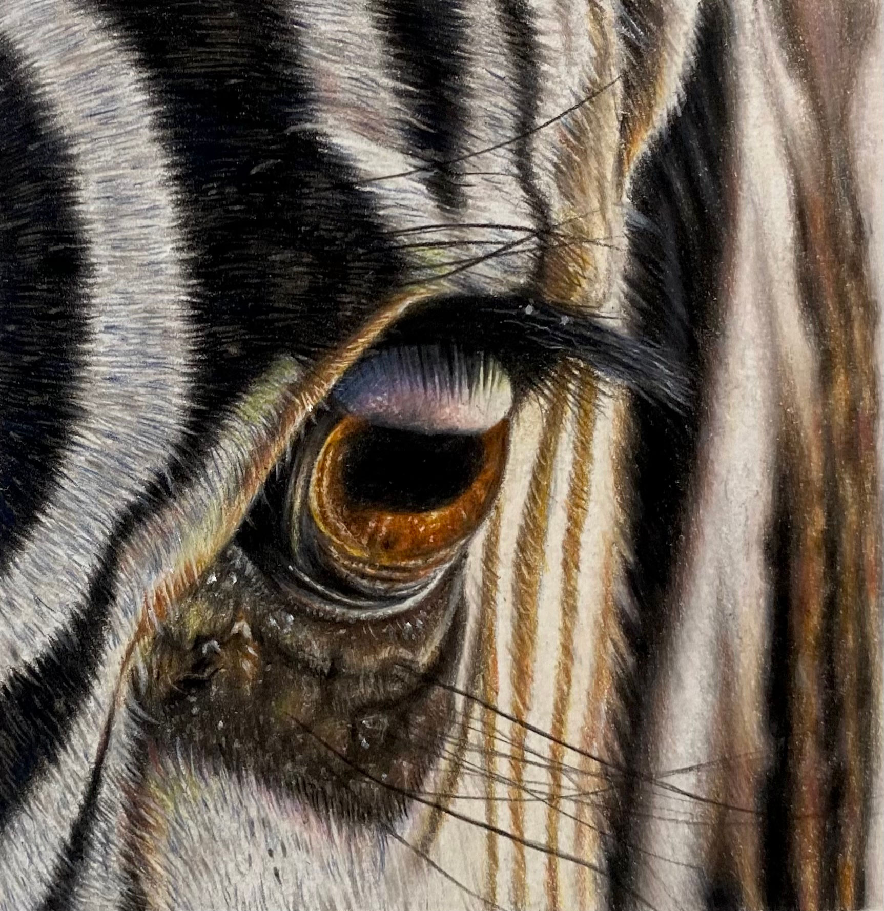 Zebra Eye Focus Tutorial