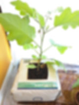 4 gallon coconut coir grow bag with eggplant
