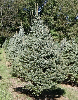 Colorado Blue Spruce - Christmas Tree Farm, Sussex County, NJ