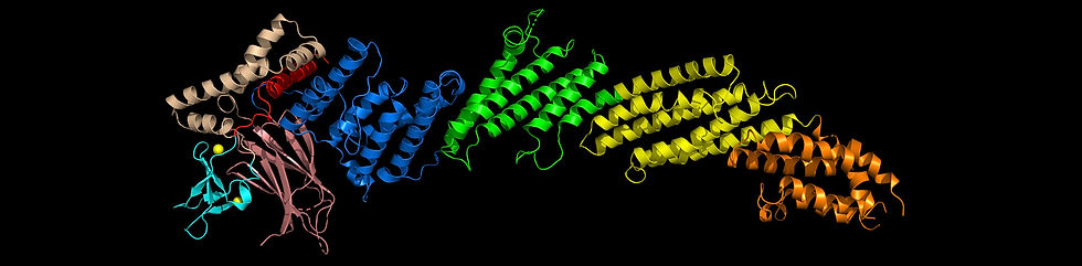 c1c2bmunribbon.jpg