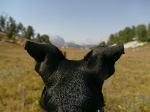 Hiking With Your Dog: A Complete Guide to Adventuring with Your Dog