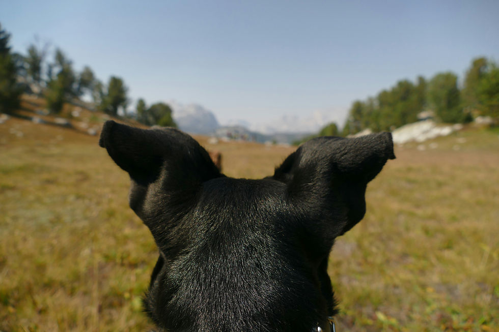 Black dog's ears in focus, facing a meadow with distant trees and mountains under a clear sky. Peaceful and natural setting.