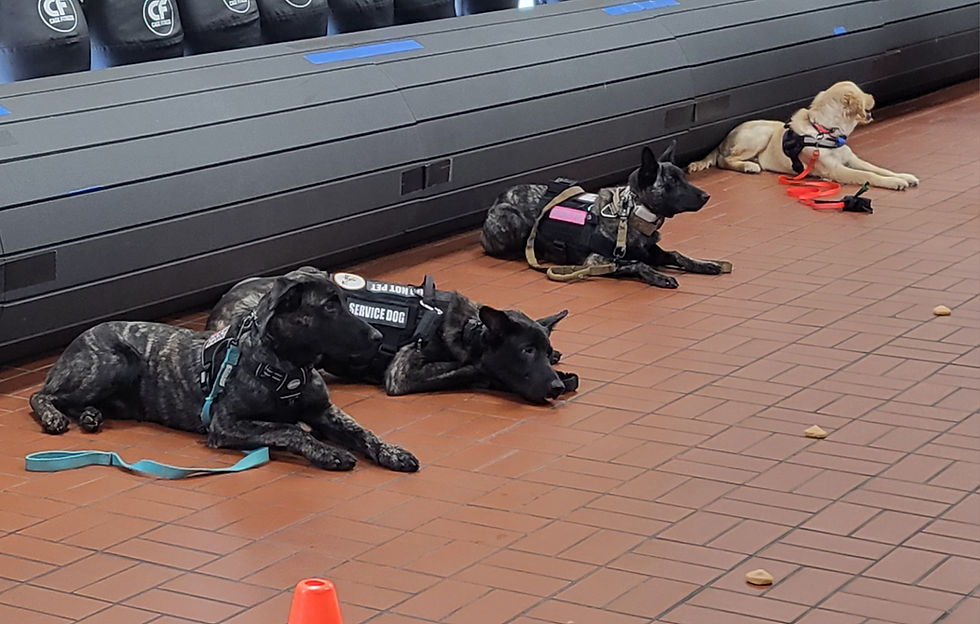 Can Any Dog Be a Service Dog? The Truth About Training and Temperament