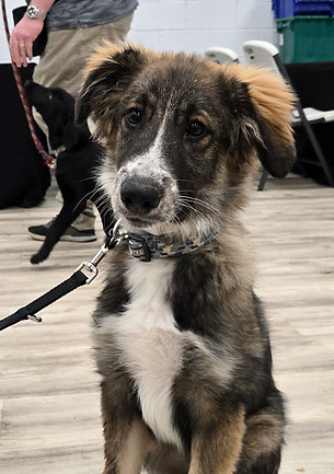 Mix Breed Service Dog