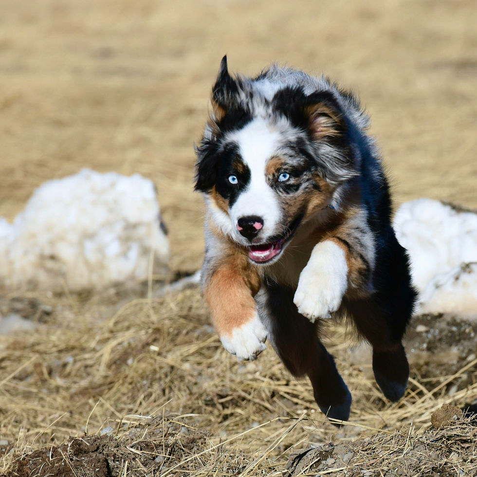 A playful dog with blue eyes joyfully leaps across a dry, straw-covered field. Its fur is a mix of black, white, and brown.