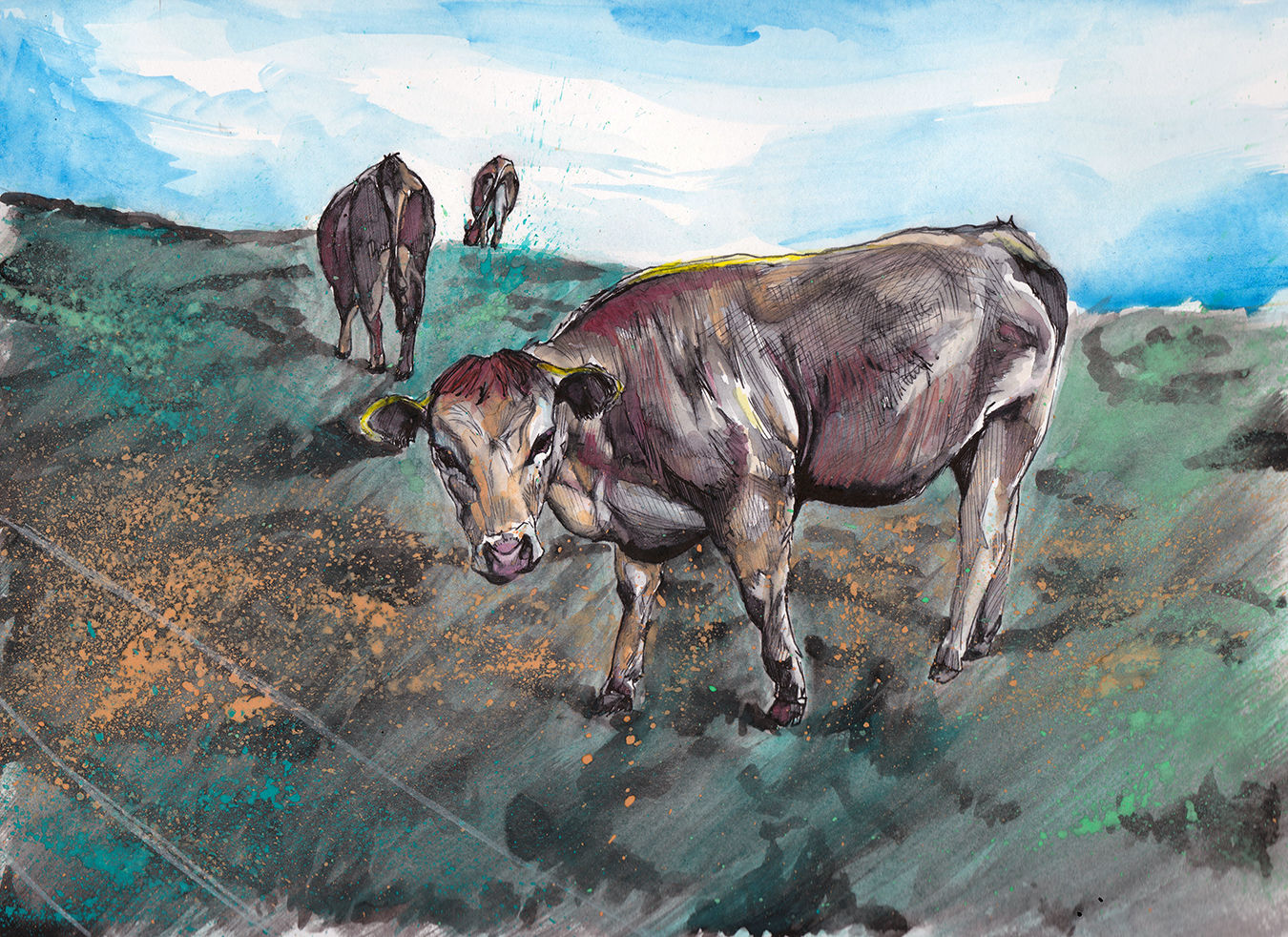 "The Cows of County Clare"