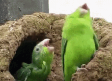 Canta, dança, sem parar Sobe, desce, como quiser