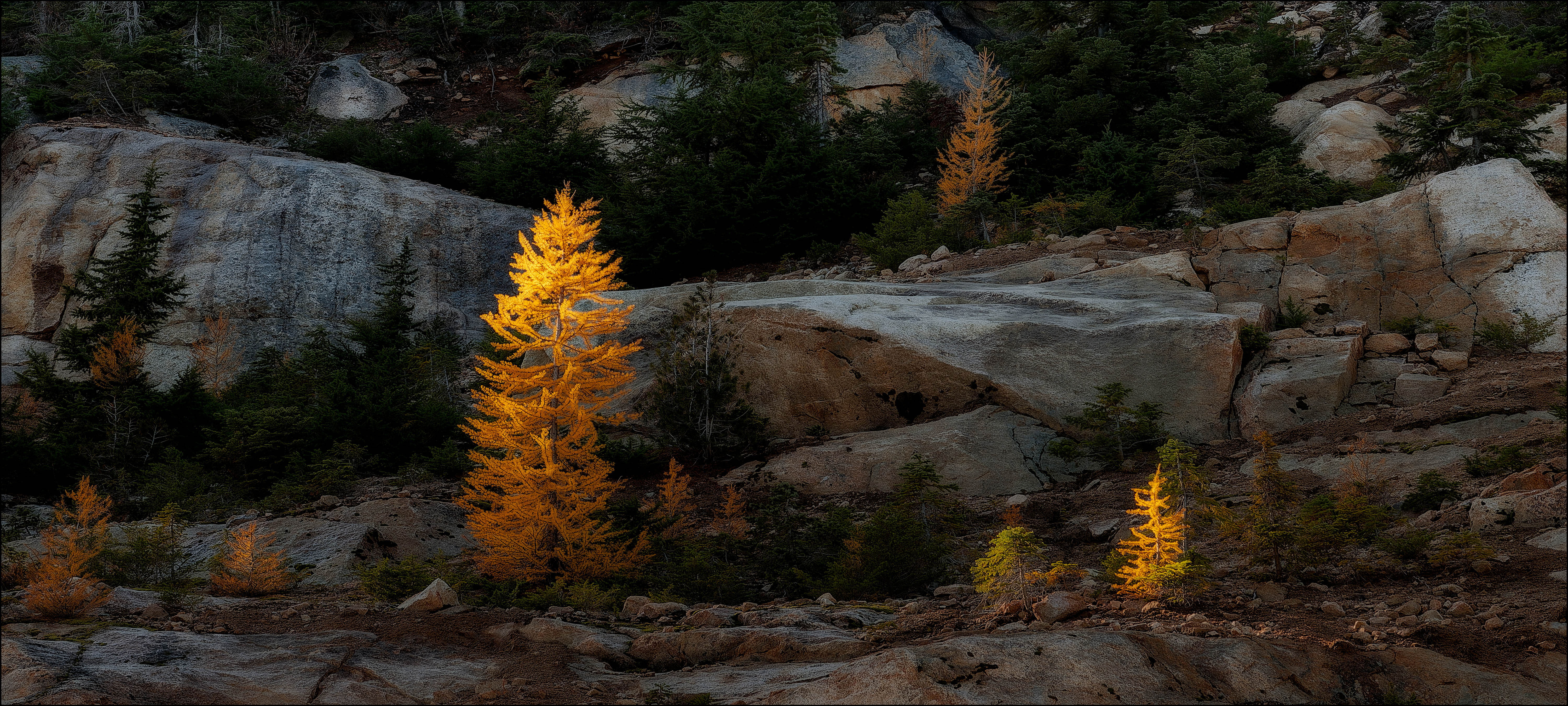 Fall Tamarack