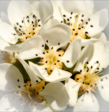 Bloosoms Closeup 14x14.jpg