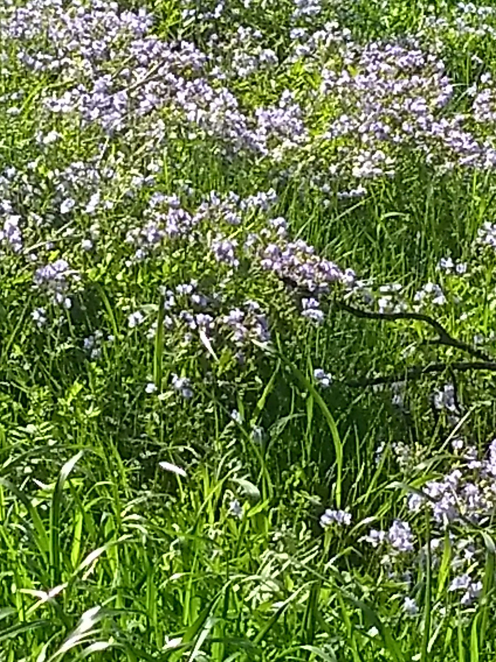 IMG_20180516_173343376