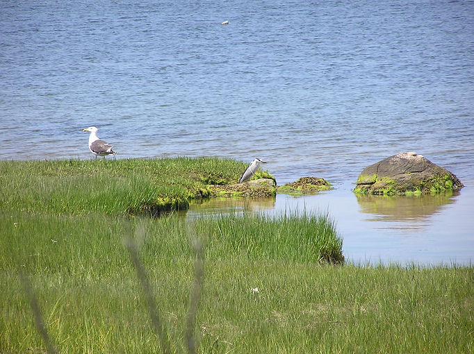 Herring Gull & Black-Crowned Night Heron