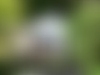 Banyuwangi Glamping Experience at Lintang Luku Forest Retreat