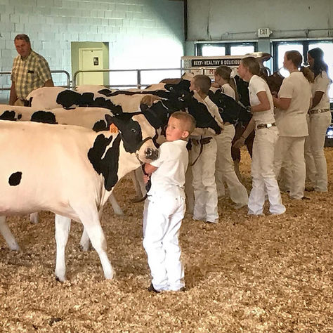 Child with cow at livestock show