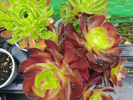 September at the nursery