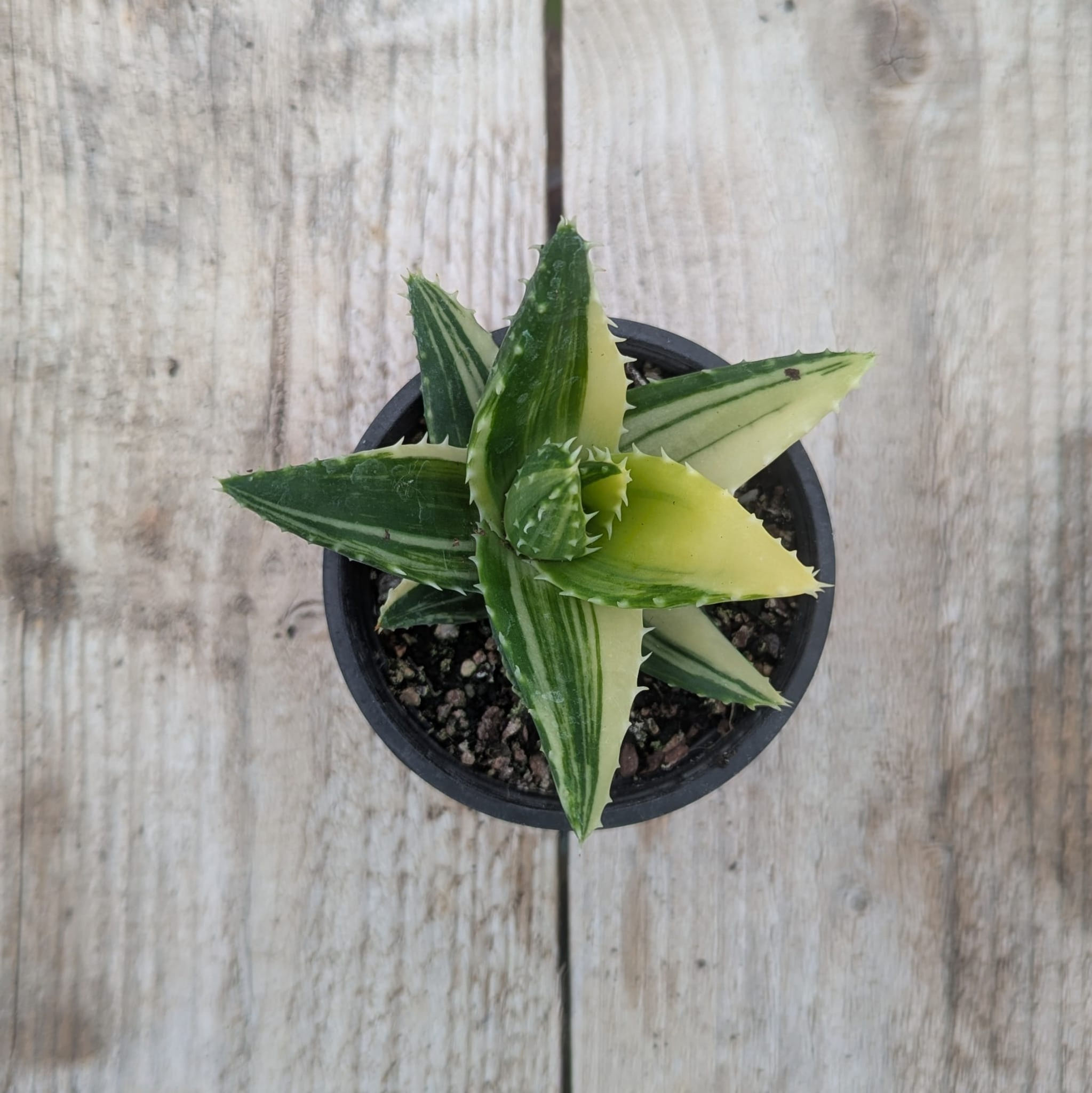 Aloe x nobilis variegated