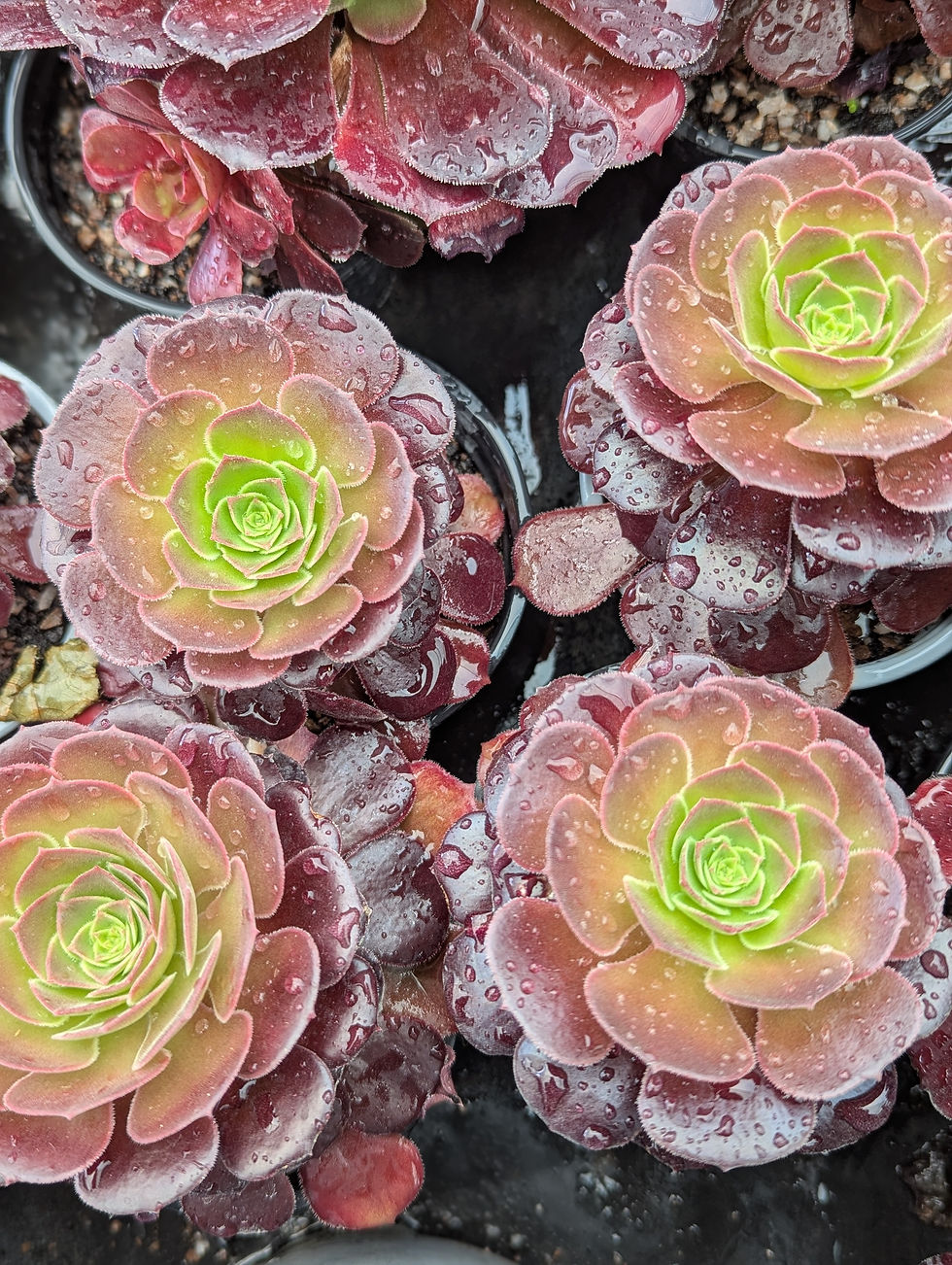 Thumbnail: Aeonium 'Velour'