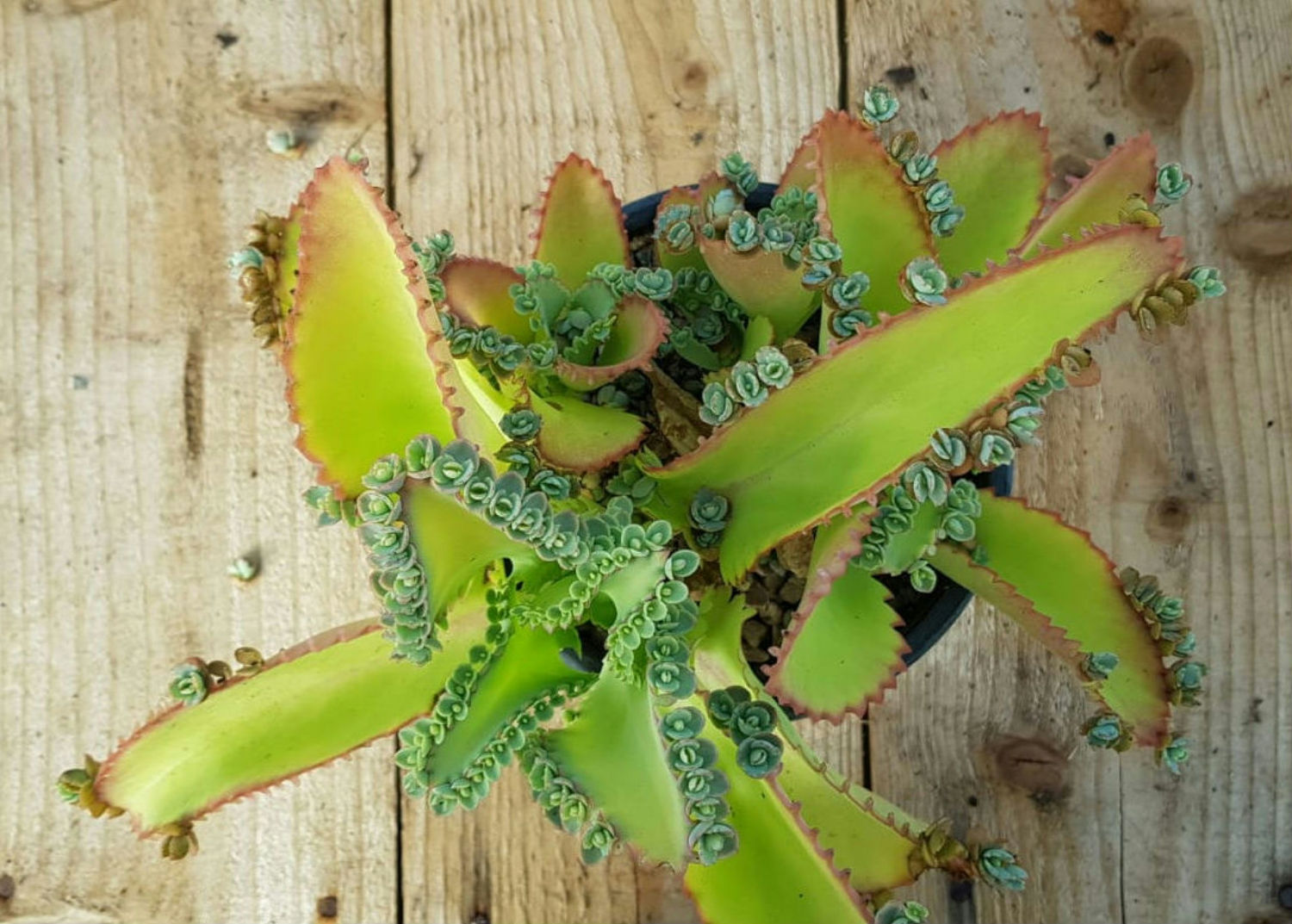 Kalanchoe laetivirens