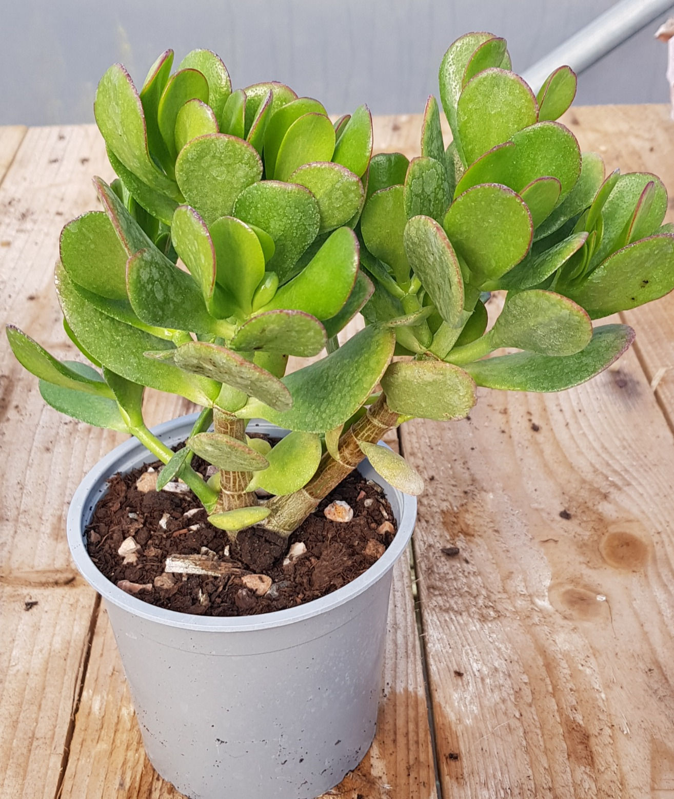Crassula ovata - Large 1l Pot