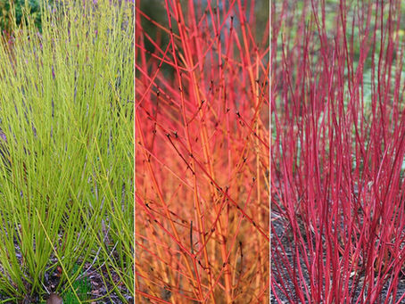 November at the nursery - 2020