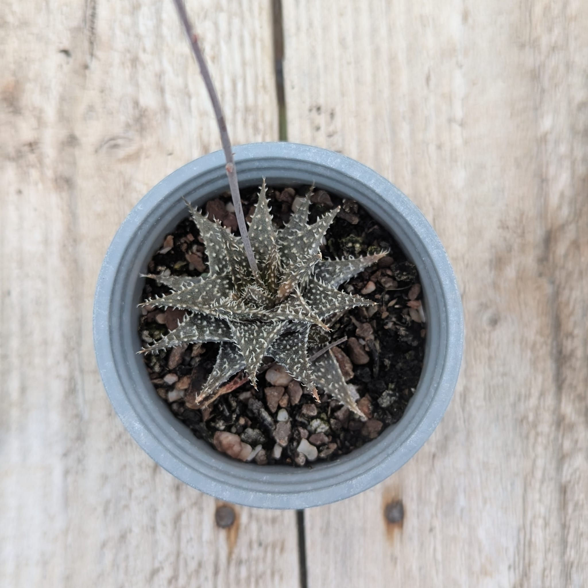 Aloe 'Pepe'