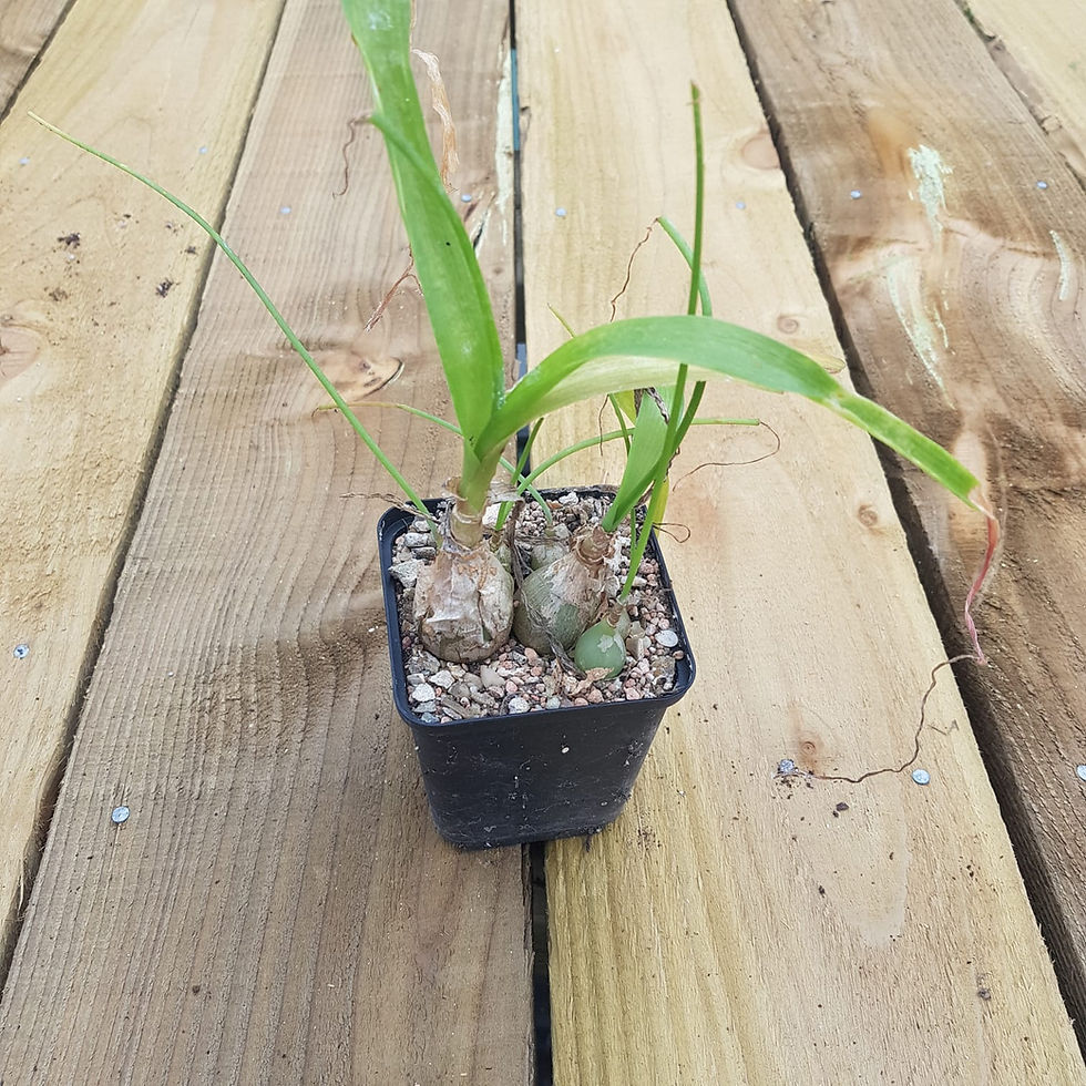 Thumbnail: Albuca bracteata - Pregnant Onion