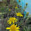 Thumbnail: Senecio scaposus