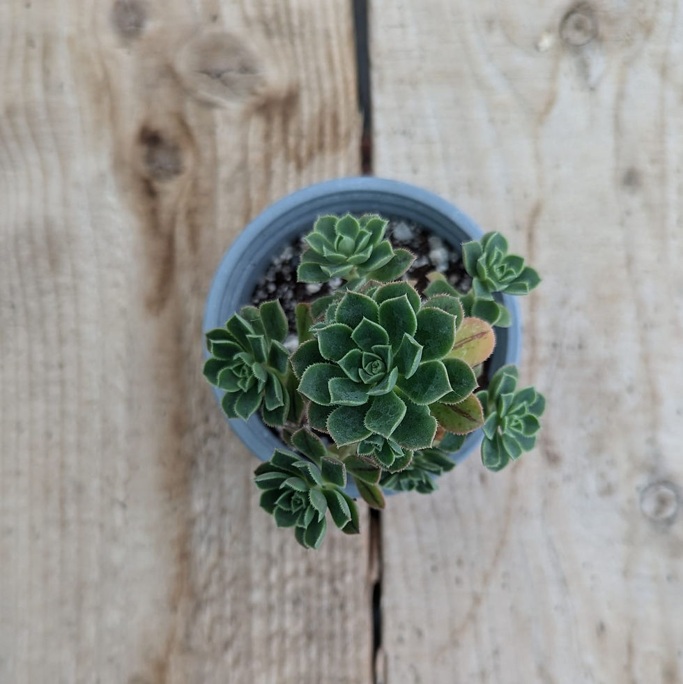 Thumbnail: Aeonium castello-paivae var. sarae