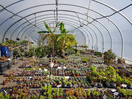 How to care for succulents over winter