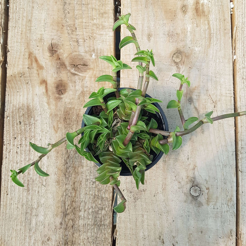 Thumbnail: Tradescantia navicularis