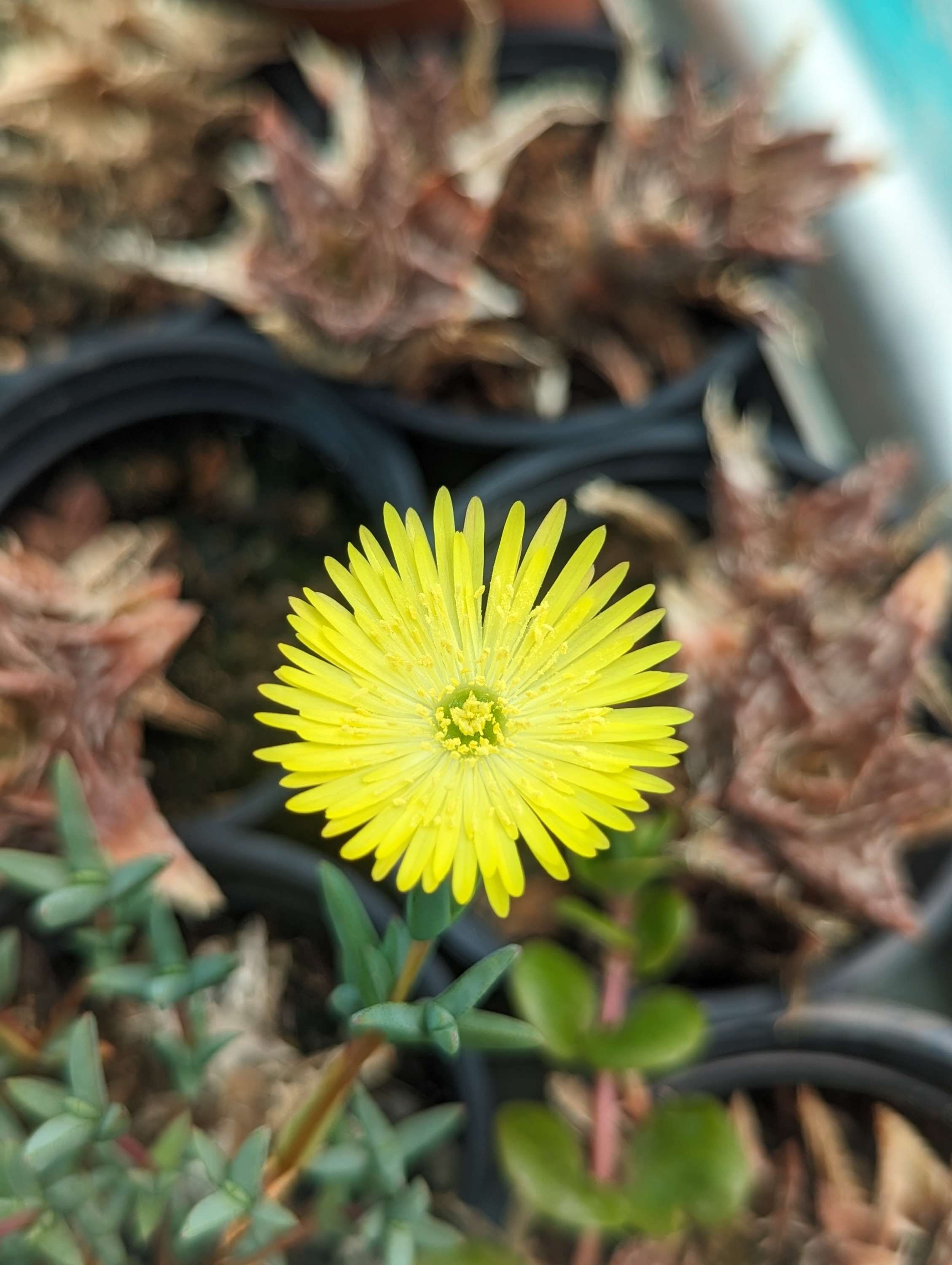 Lampranthus Yellow