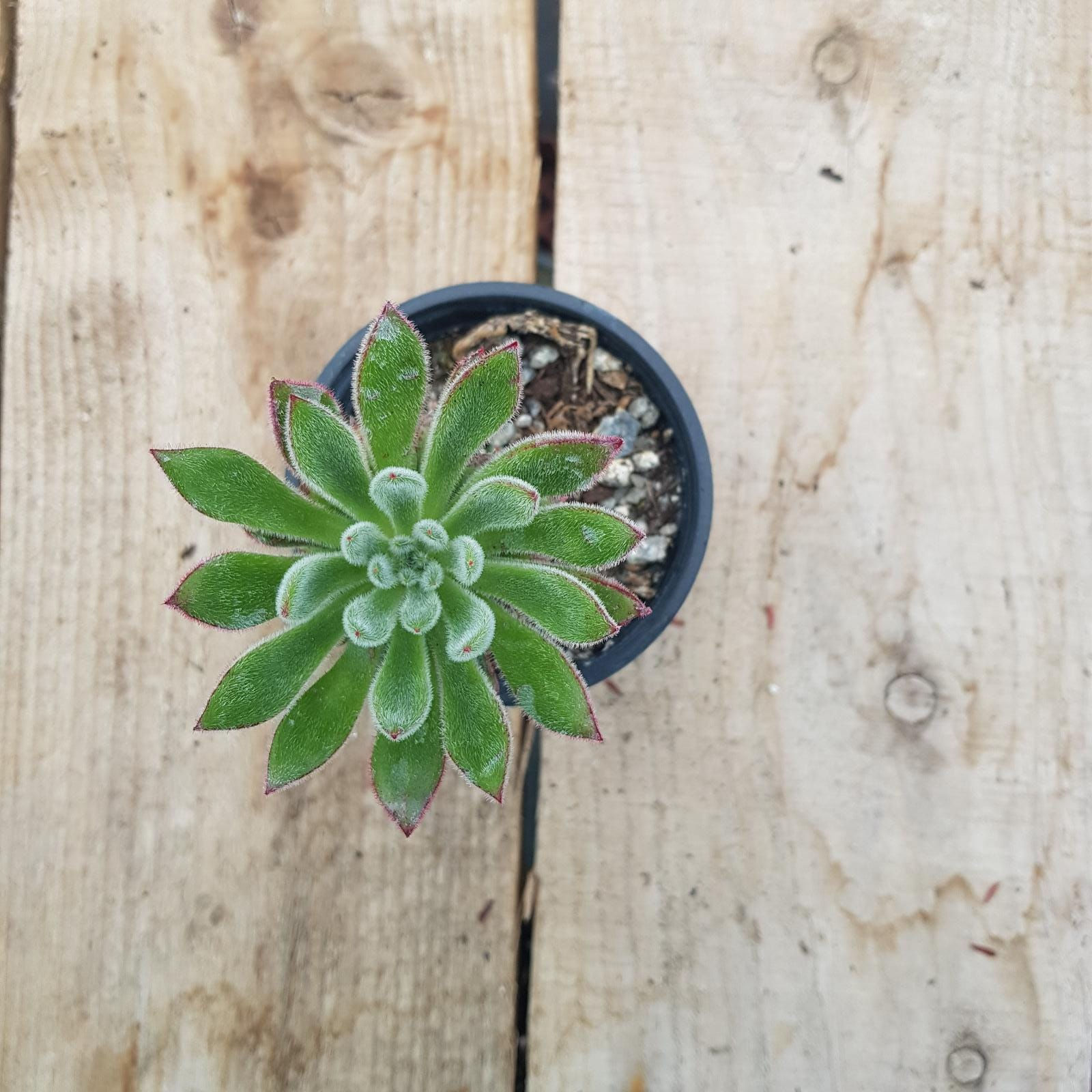 Echeveria setosa "Arrow"