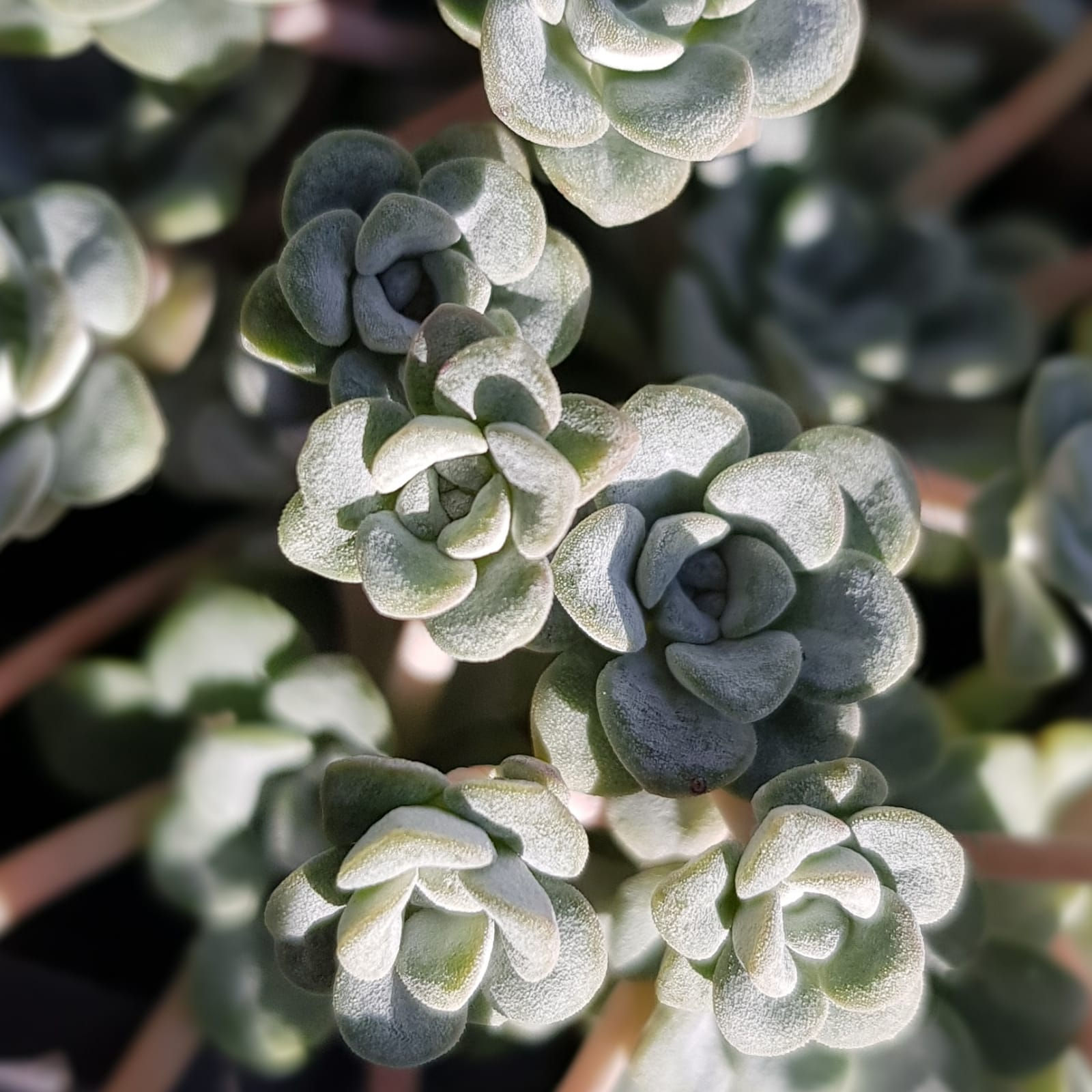 Sedum spathulifolium 'Cape Blanco'