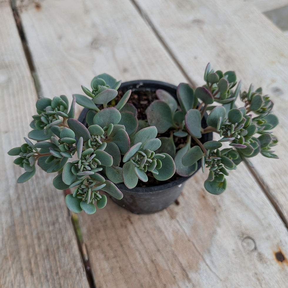 Thumbnail: Sedum 'Rose Carpet'